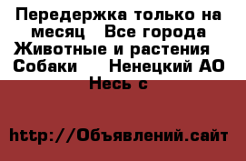 Передержка только на месяц - Все города Животные и растения » Собаки   . Ненецкий АО,Несь с.